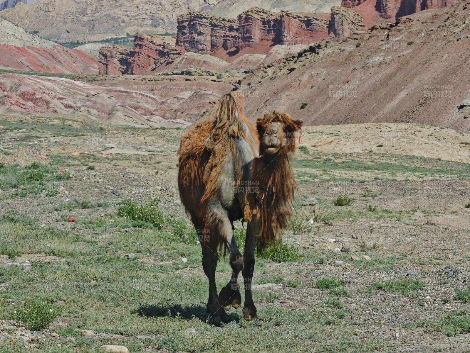 荒漠中的骆驼图片