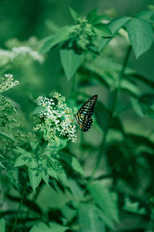 绿叶丛中蝶舞花间图片