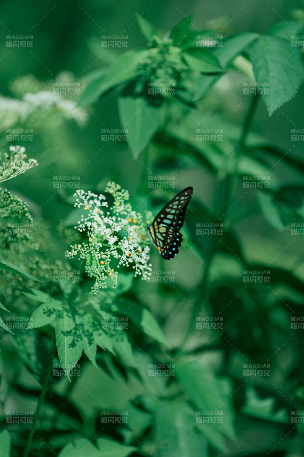 绿叶丛中蝶舞花间图片