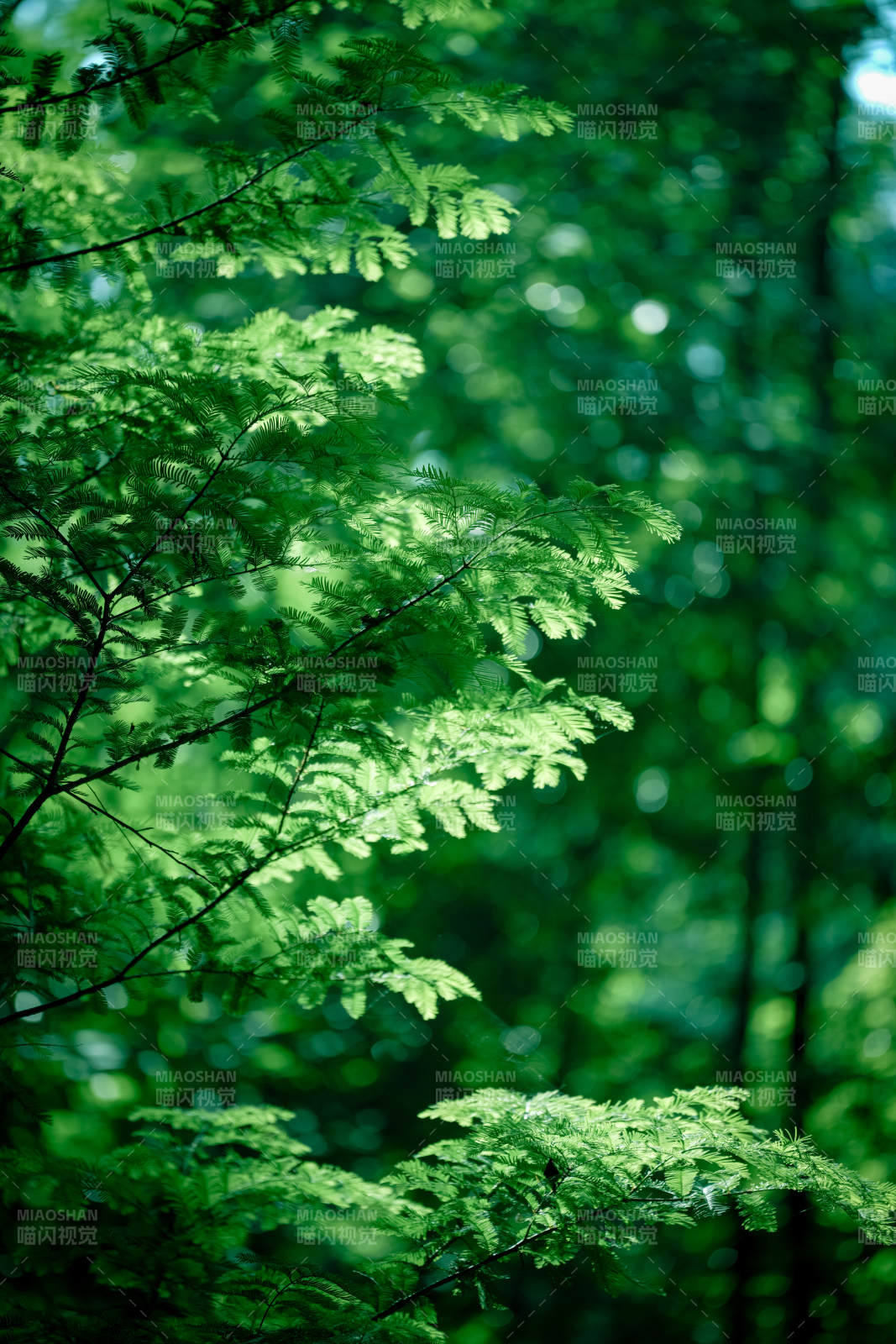 绿意盎然的森林枝叶图片