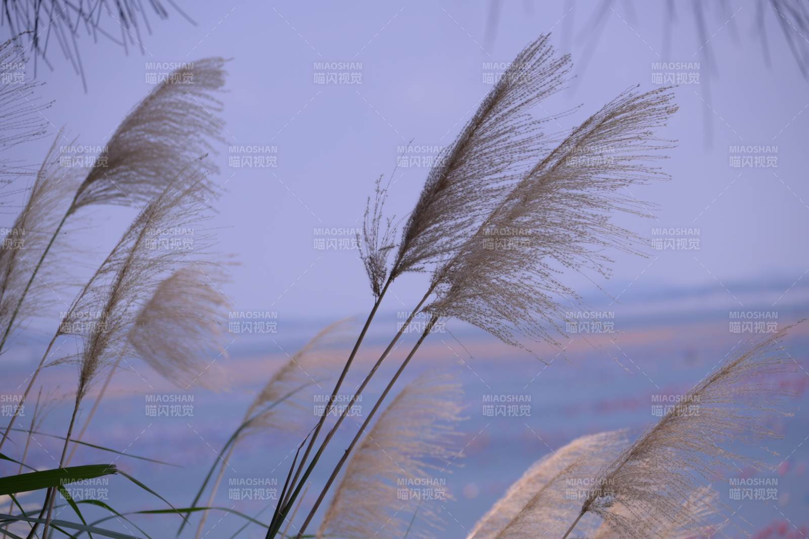 秋风中的芦苇飘扬图片