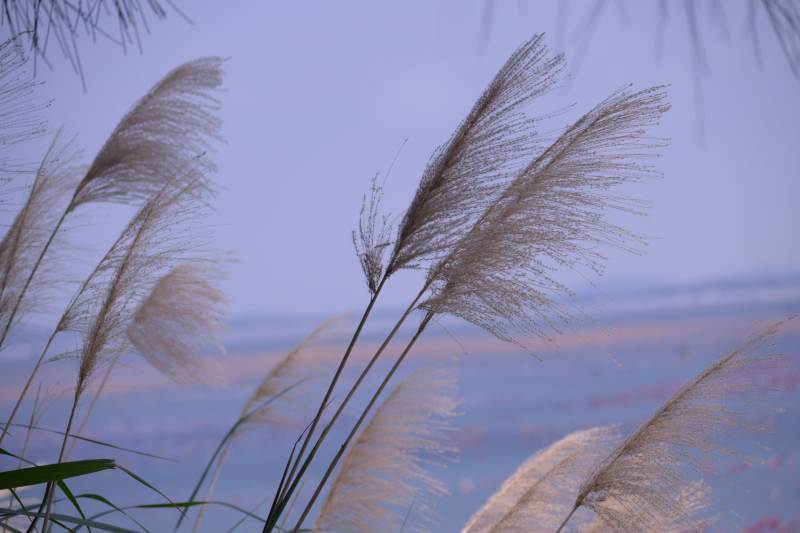 秋风中的芦苇飘扬图片