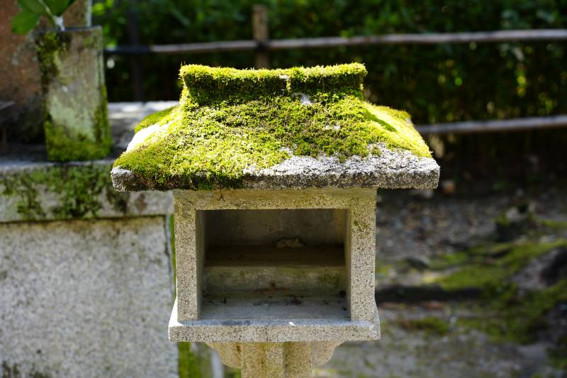 苔藓覆盖的石灯笼图片