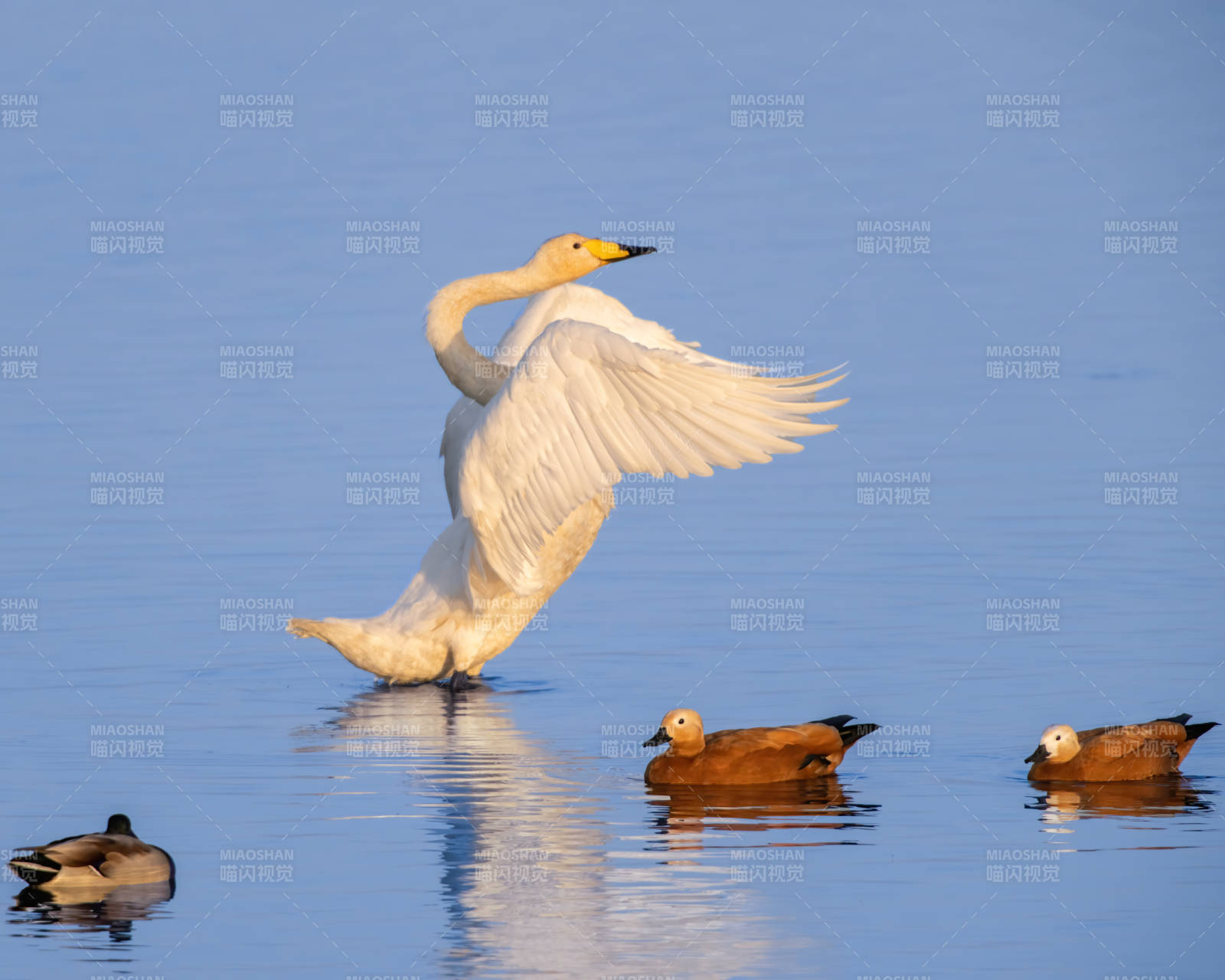 天鹅展翅 鸭群相伴图片