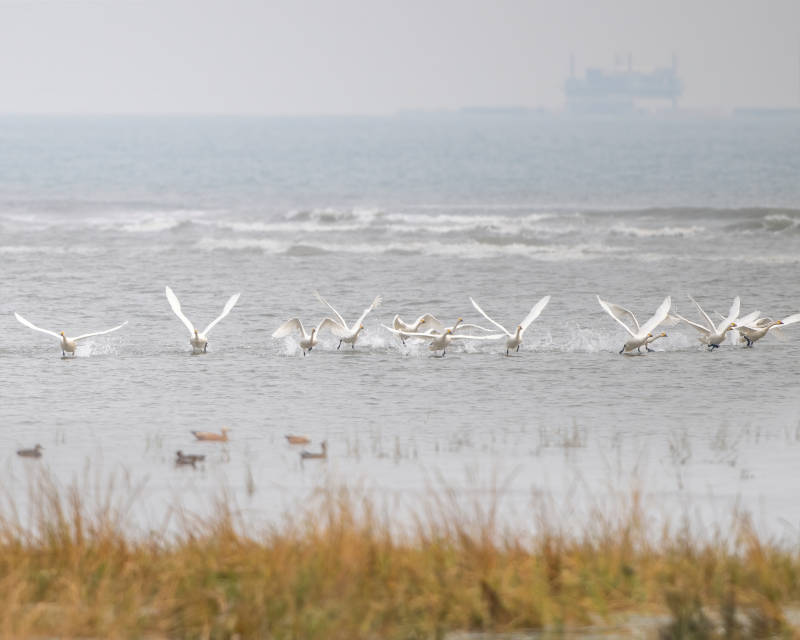 海边天鹅展翅飞翔图片