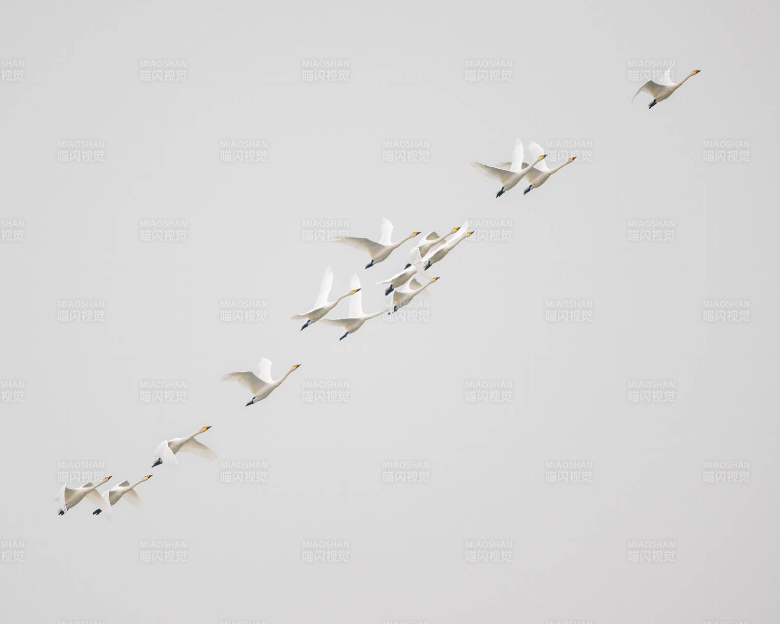 飞翔的天鹅队列图片