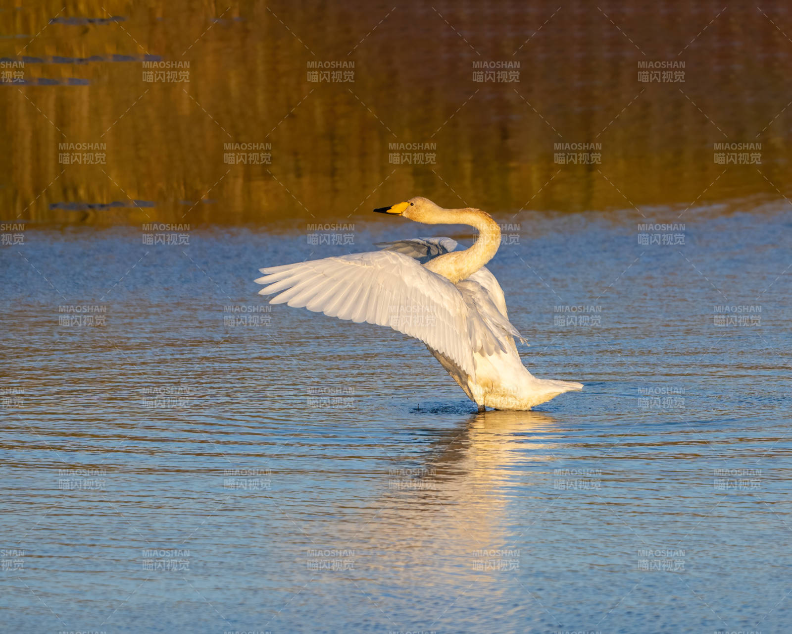 天鹅展翅水面飞翔图片