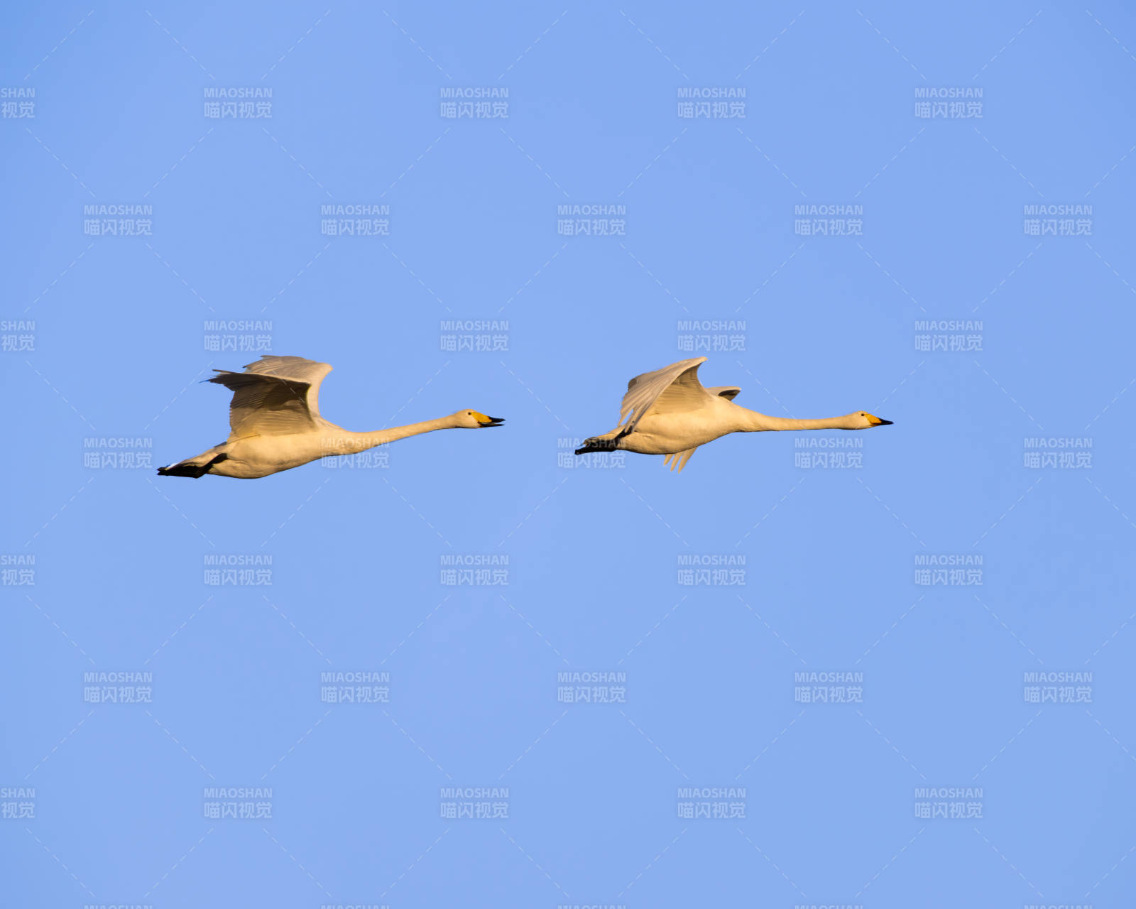 双天鹅飞翔蓝天图片