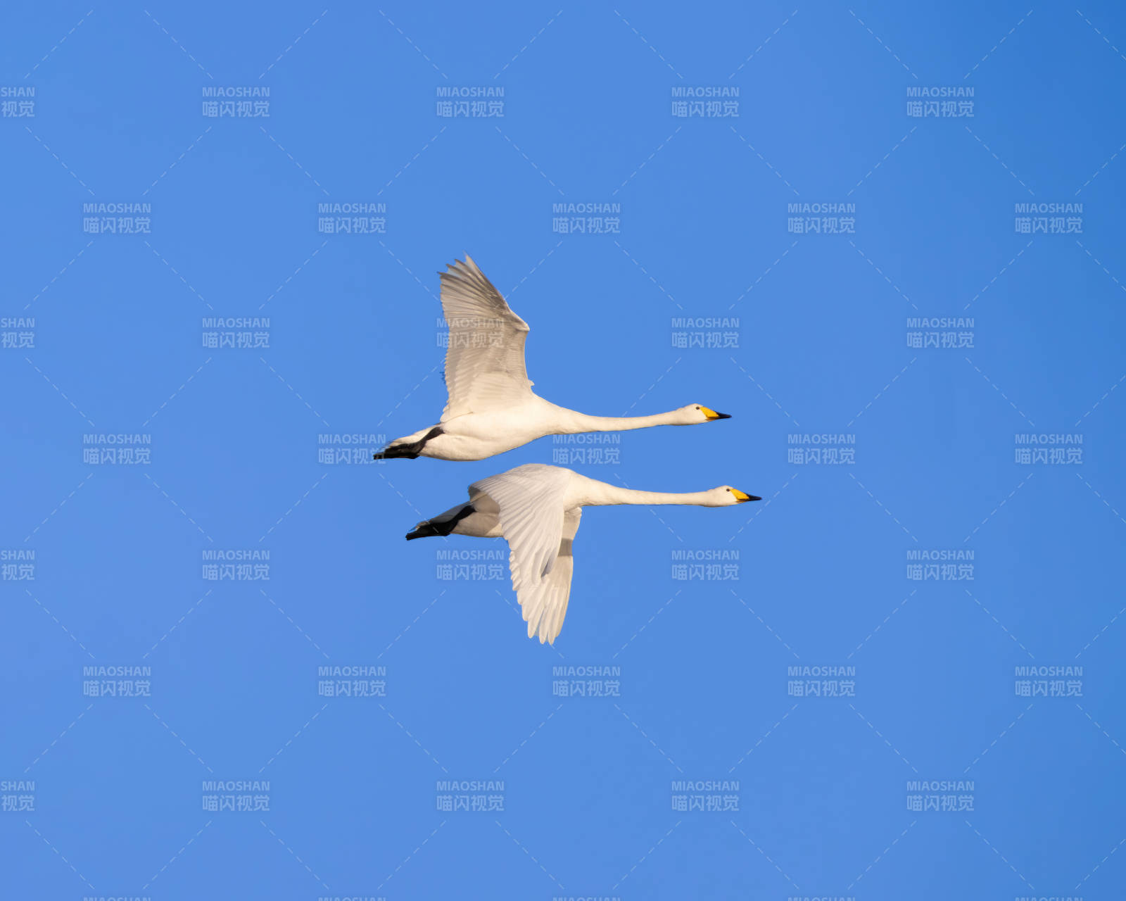双天鹅飞翔蓝天图片