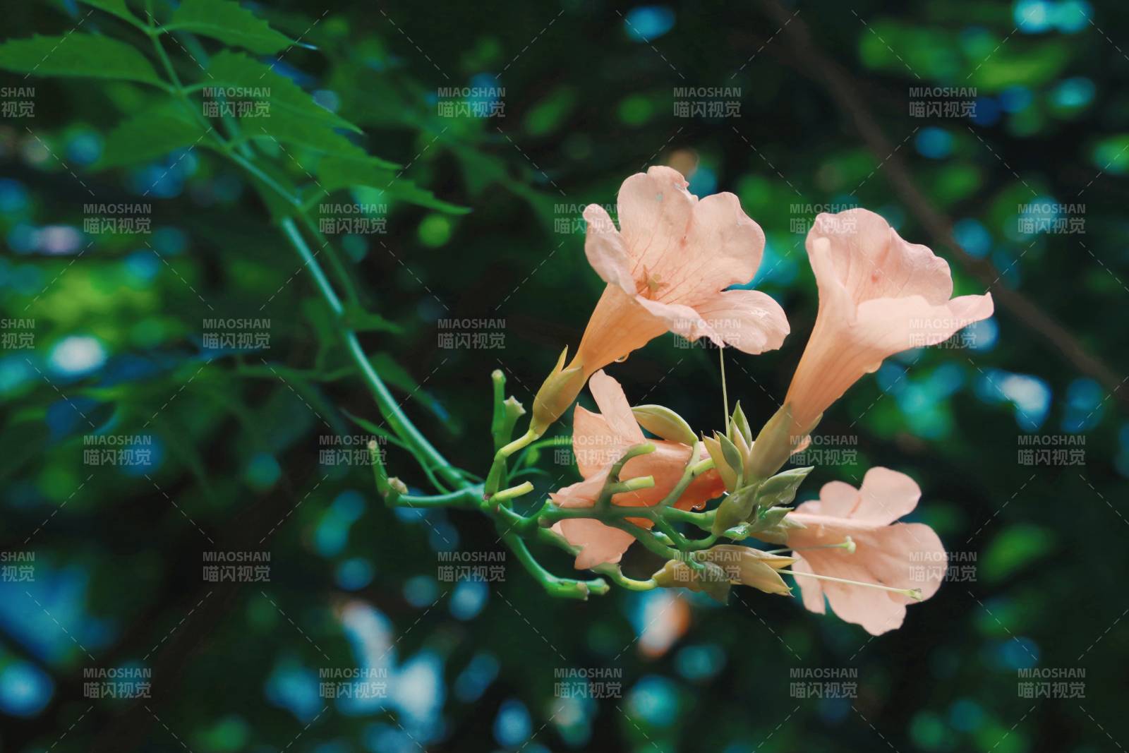 粉色花朵在绿叶间绽放图片