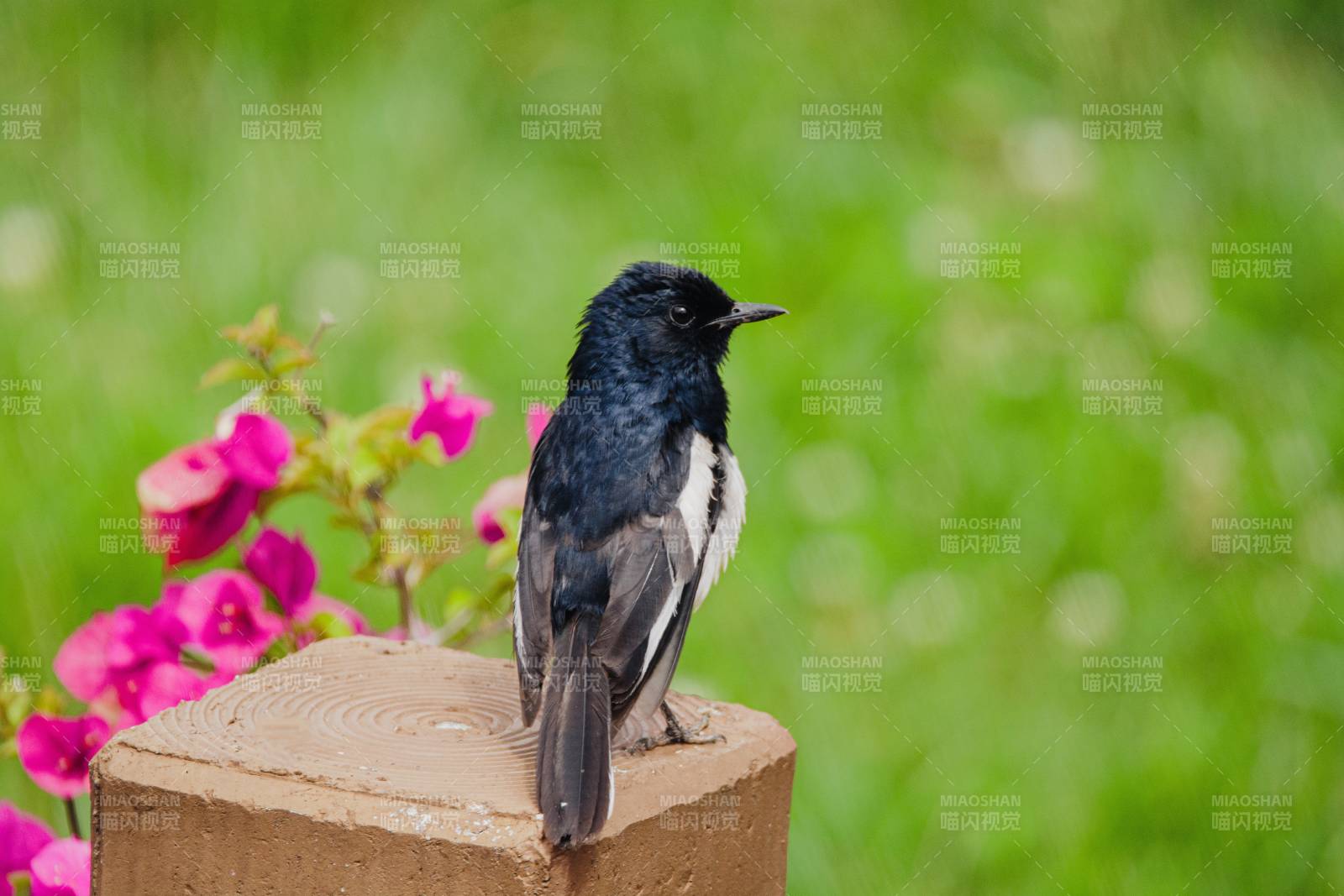 黑背小鸟栖息花旁石上图片