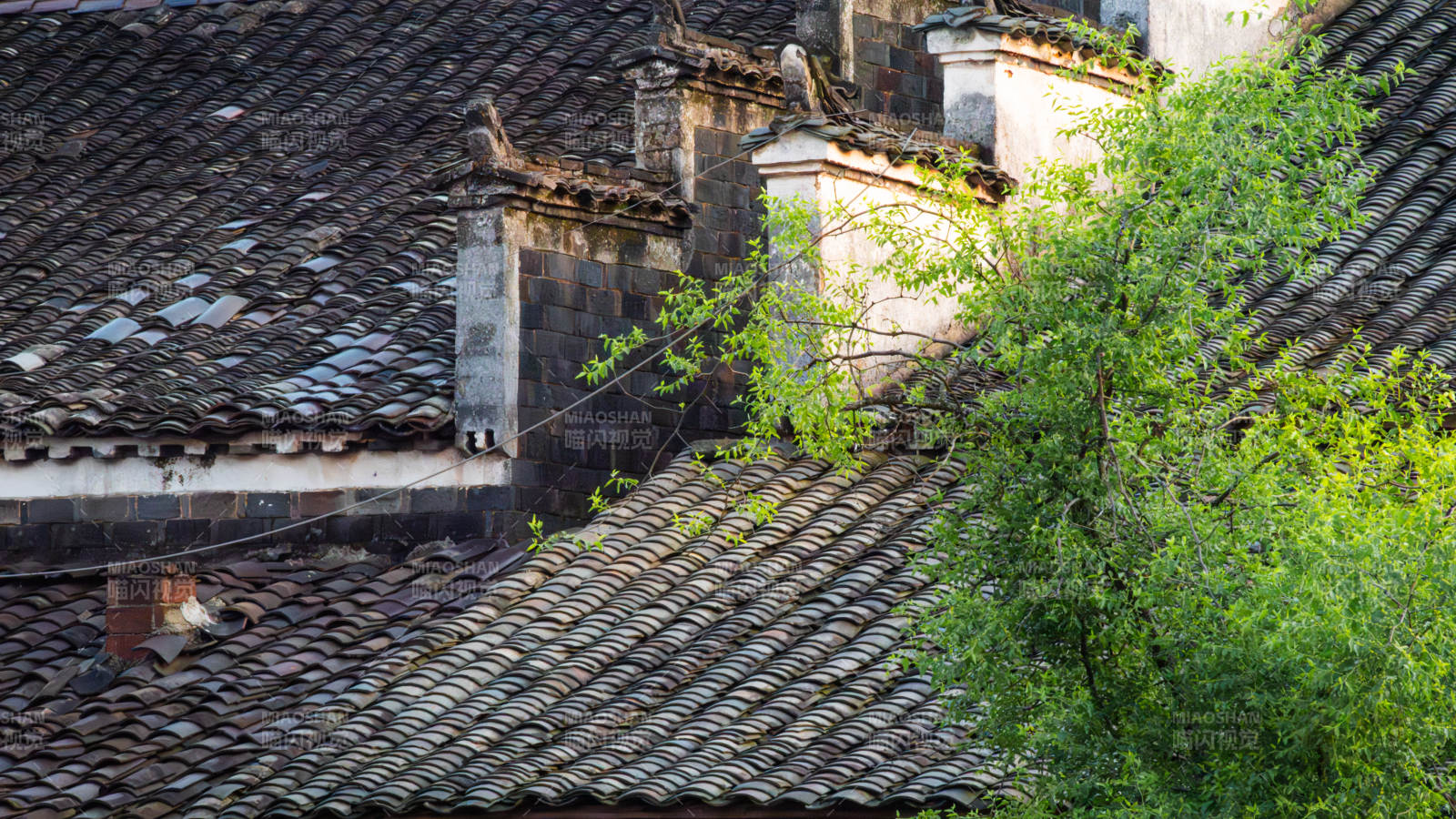 古宅青瓦绿树映衬图片