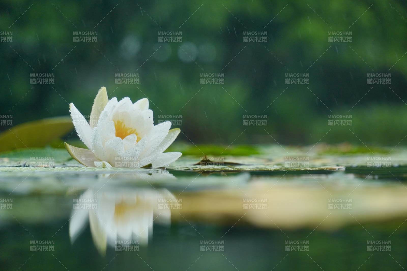 雨中白莲 静谧之美图片