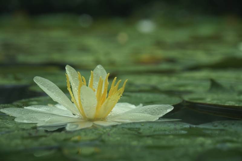 池塘中的白色睡莲图片