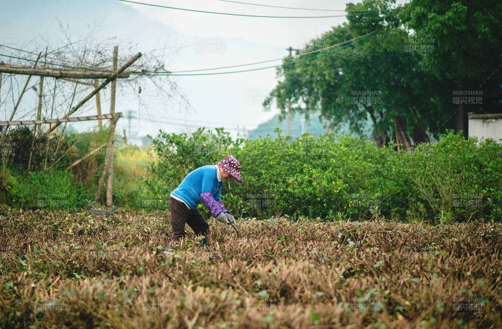 农妇田间劳作图片