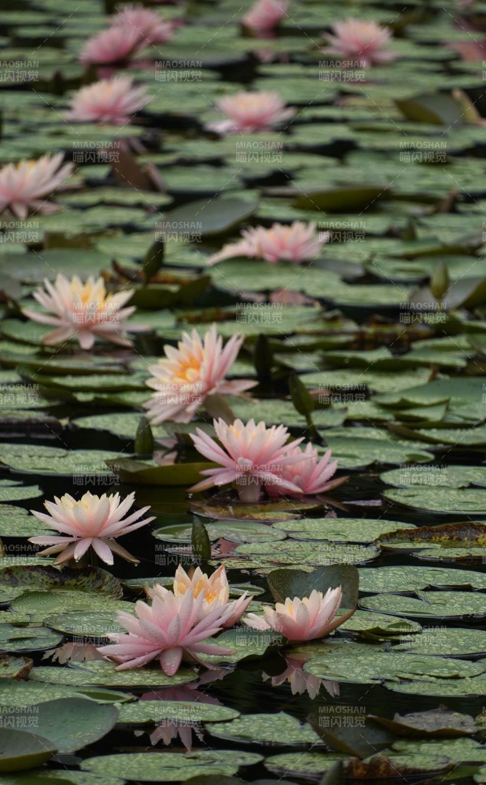 池塘中的粉色睡莲图片