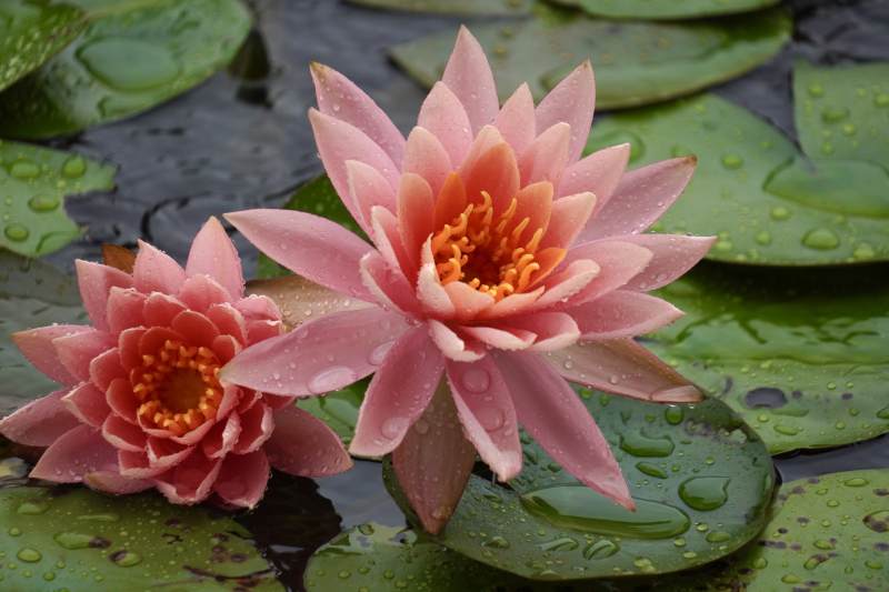 雨后荷花 清新绽放图片