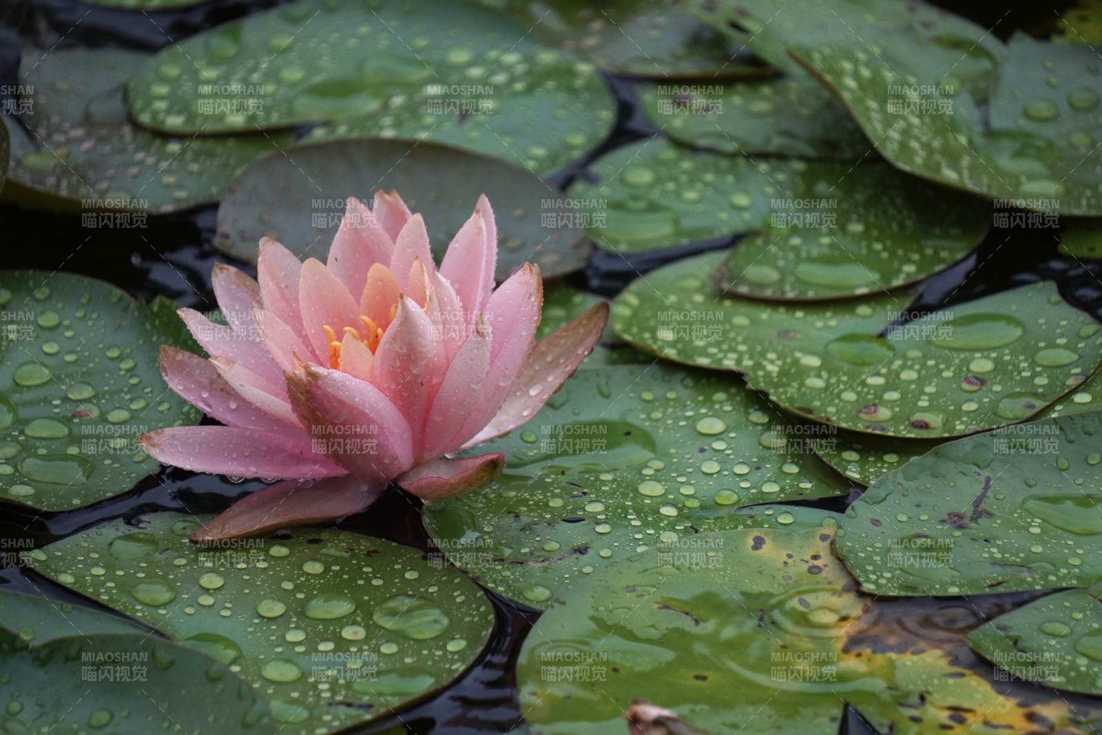 雨后荷花静谧美图片