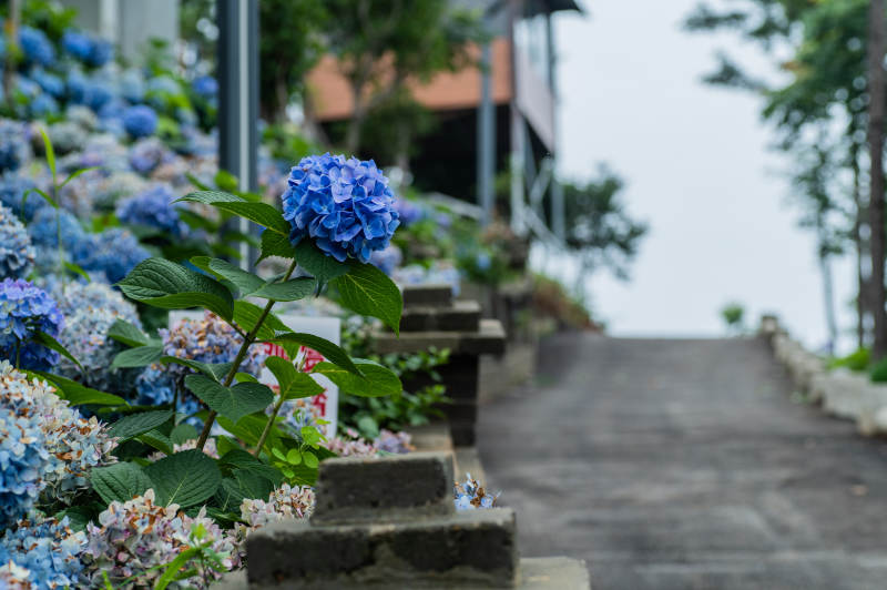 蓝紫色绣球花阶旁小径图片