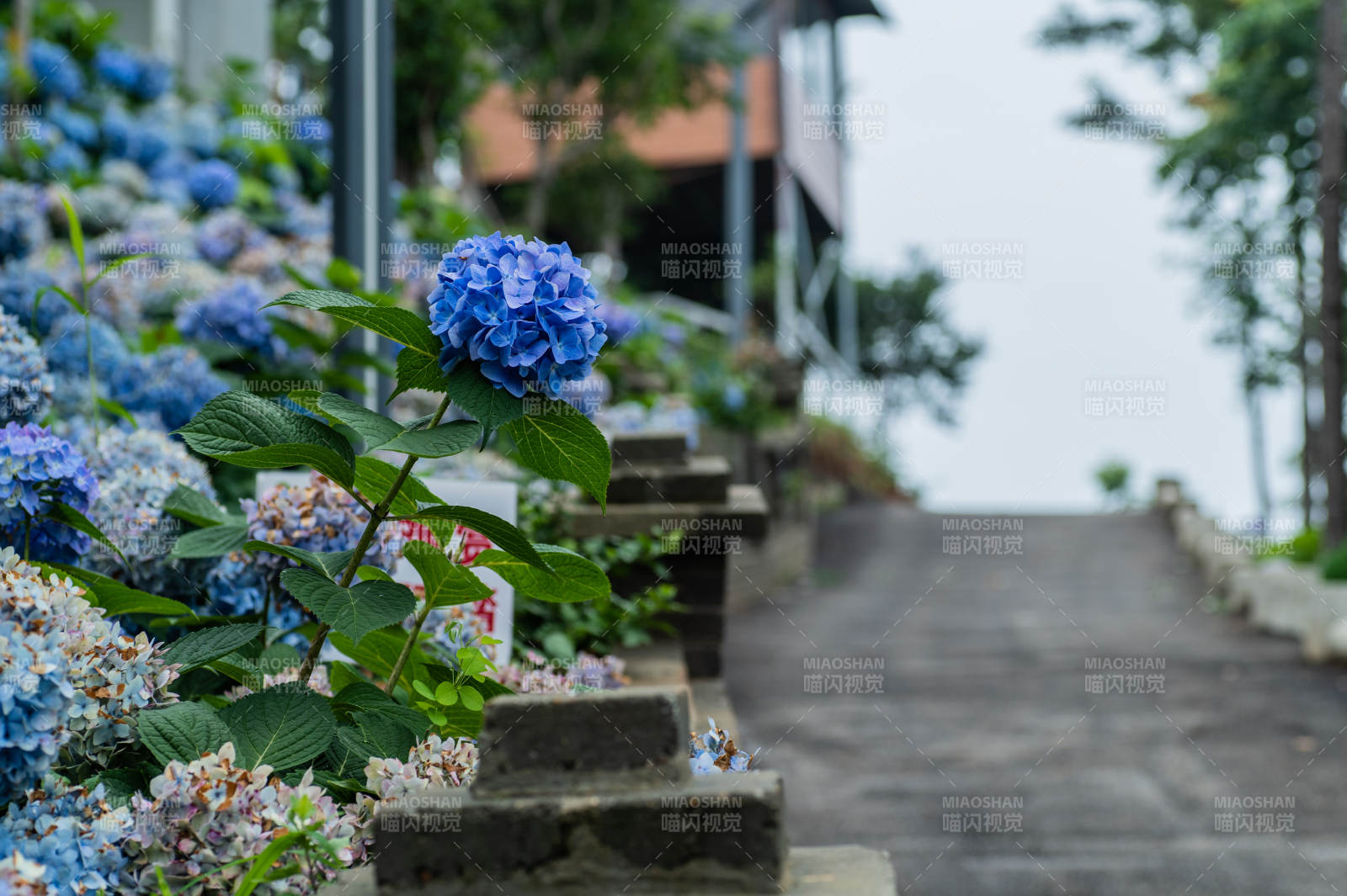 蓝紫色绣球花阶旁小径图片