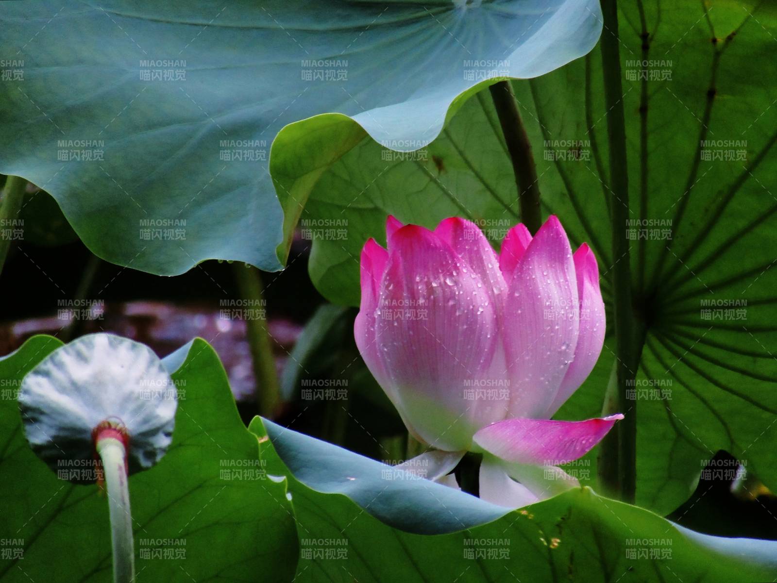 粉嫩莲花映绿叶图片