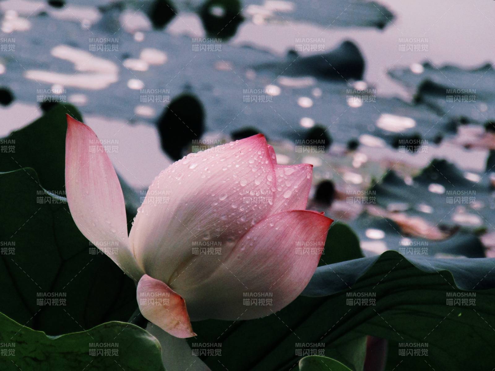 雨后荷花 清新绽放图片