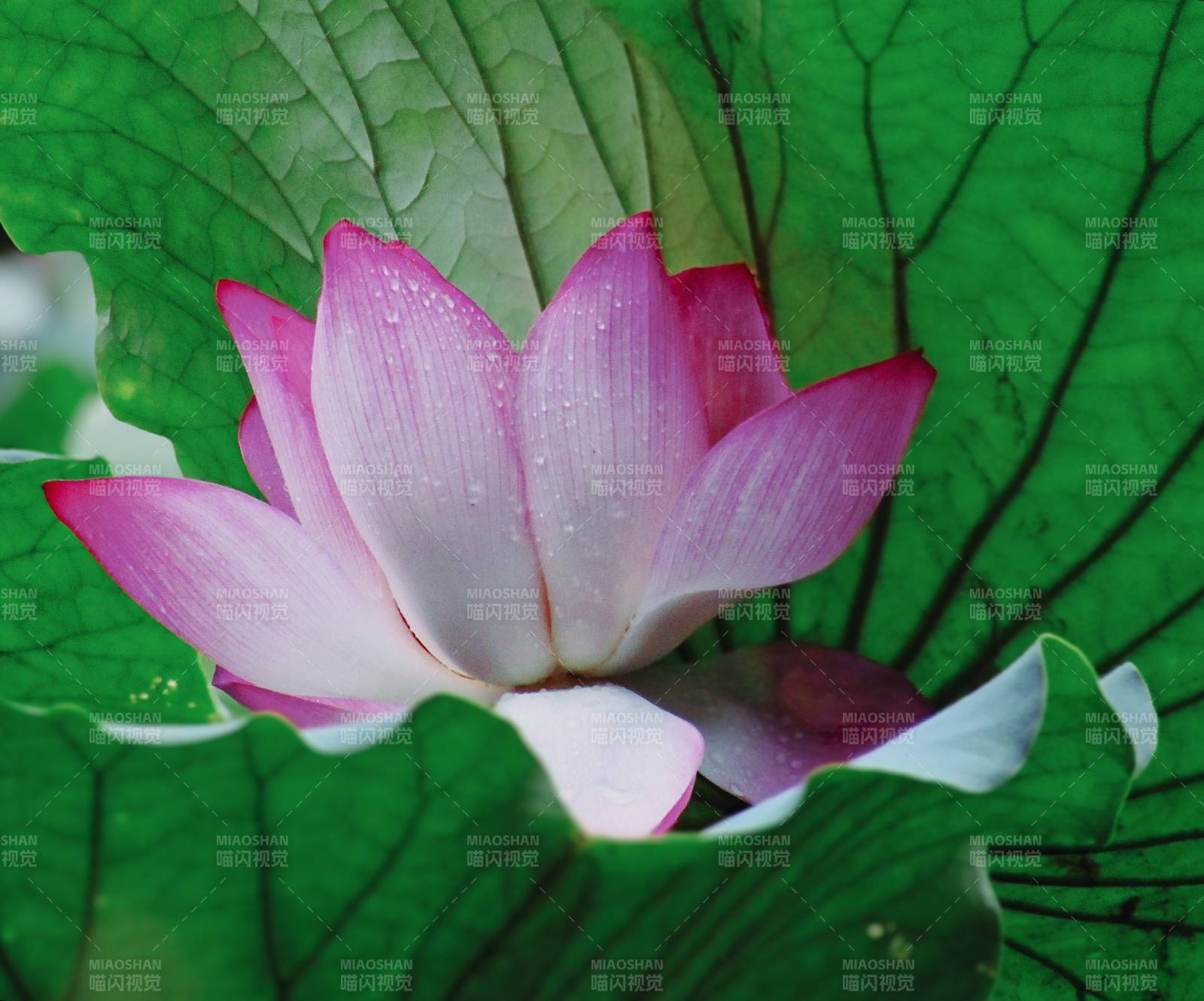 雨后荷花 清新绽放图片