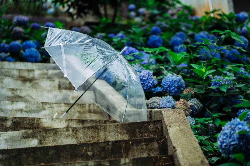 雨后透明伞与绣球花图片