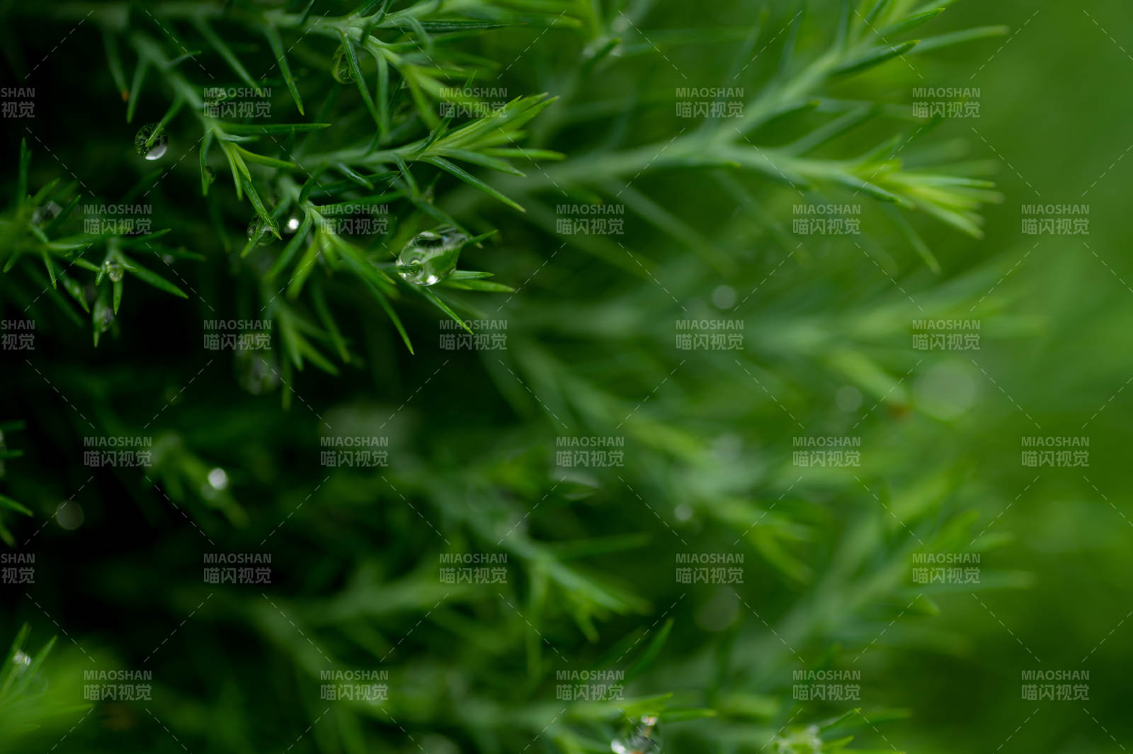 雨后松针上的水珠图片