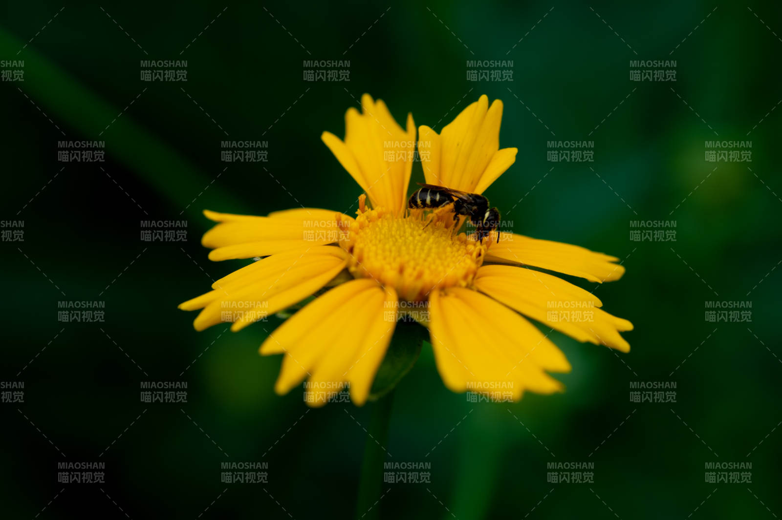 蜜蜂采蜜在黄花上图片