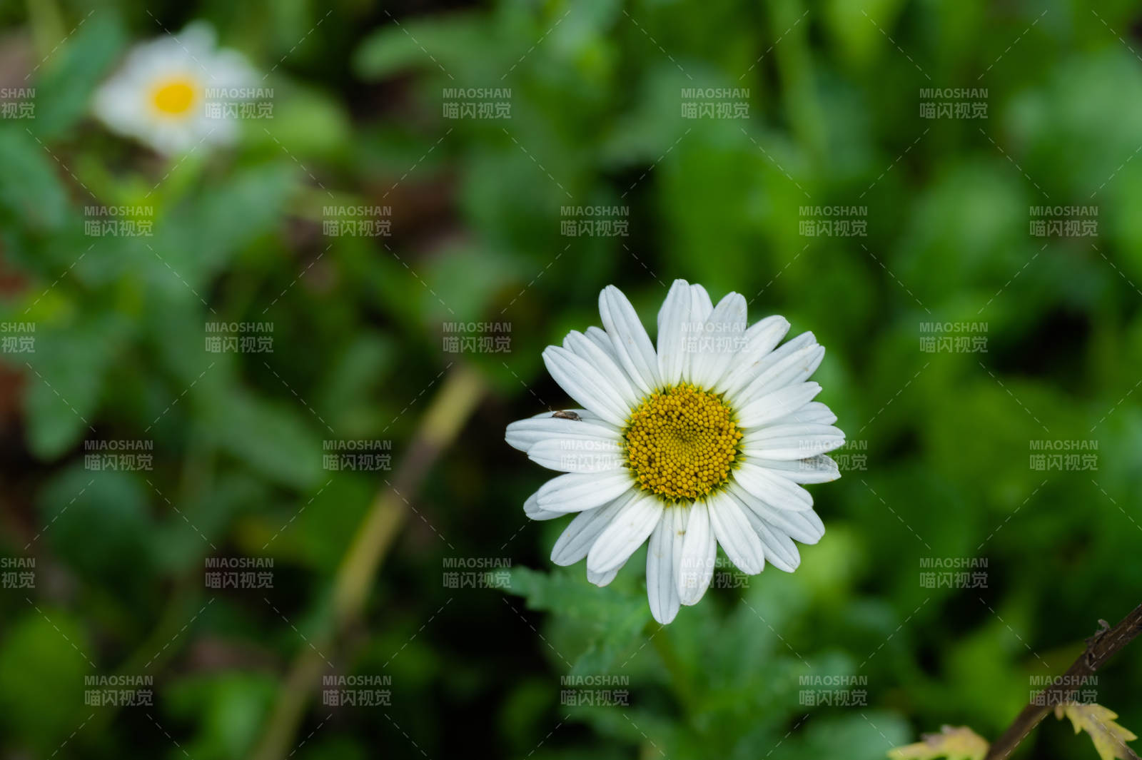 雏菊绽放 绿叶相伴图片