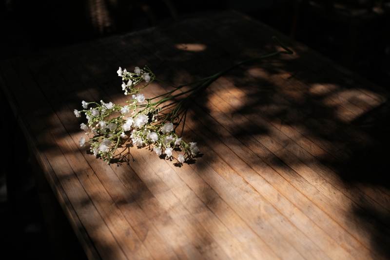 阳光下的白色小花束图片