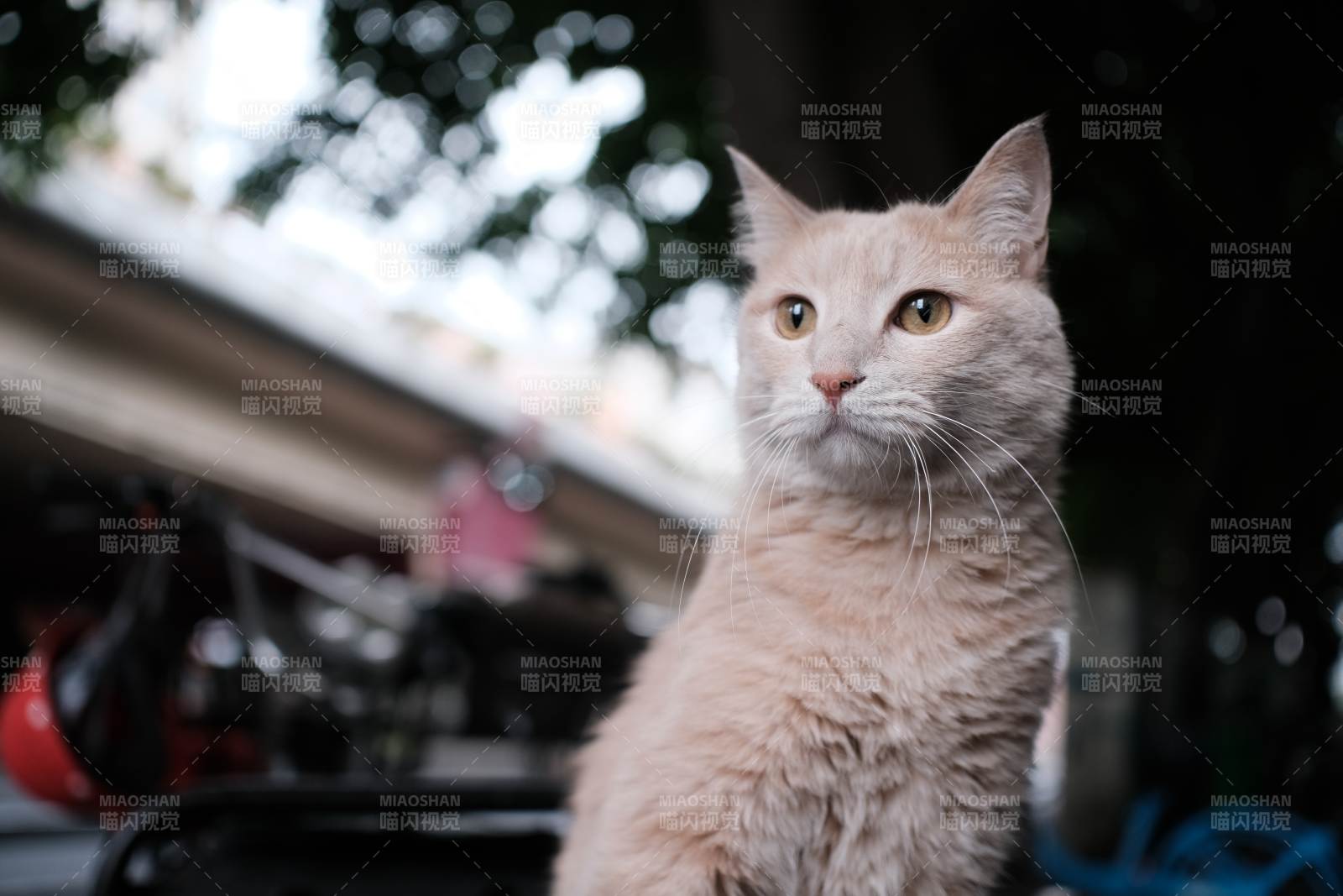 悠闲的猫咪凝视远方图片