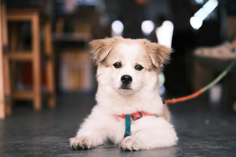 可爱小狗室内萌态图片