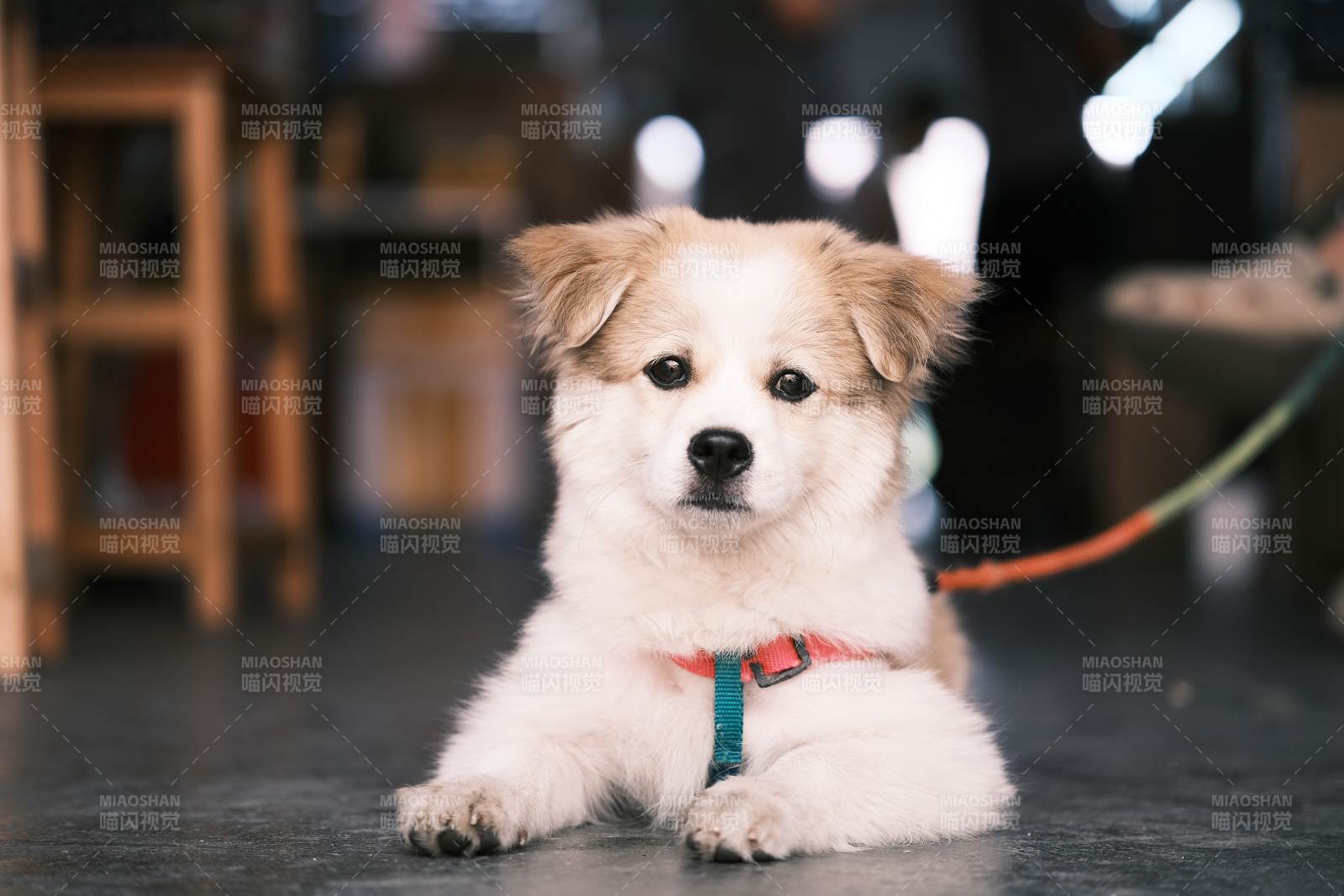 可爱小狗室内萌态图片