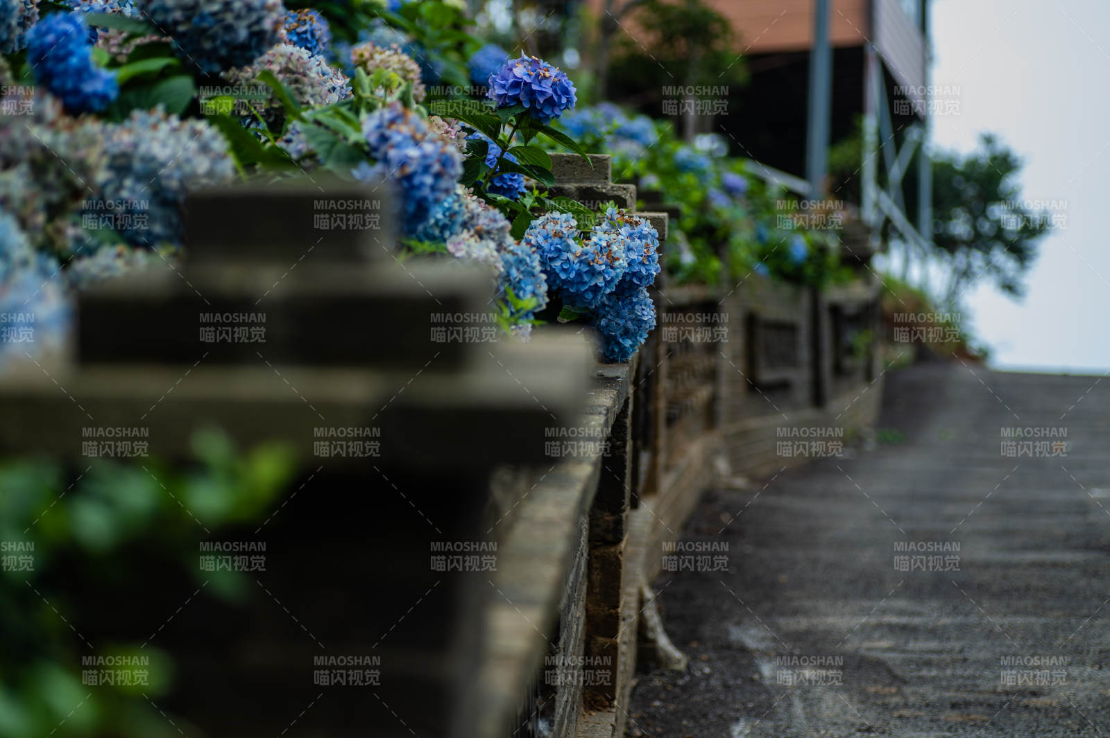 花墙小径 静谧悠然图片