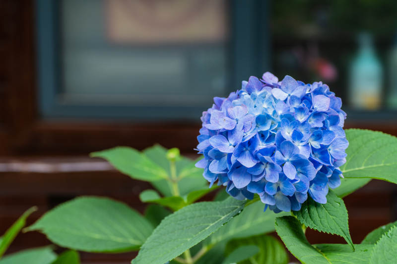 蓝色绣球花绽放图片
