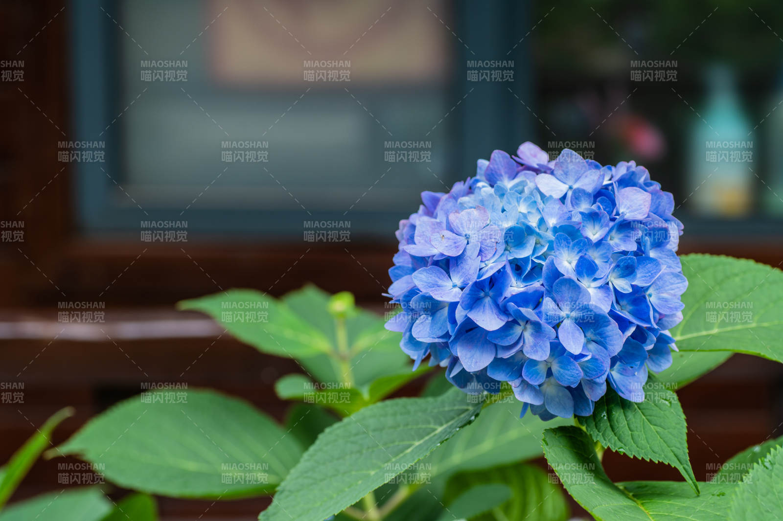 蓝色绣球花绽放图片