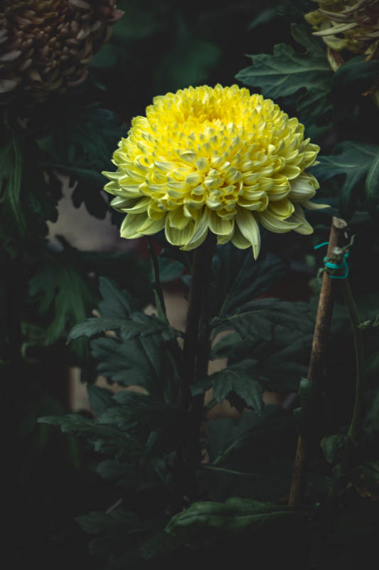 金黄菊花在绿叶中绽放图片