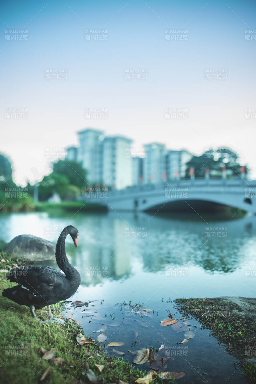 湖畔黑天鹅静谧时光图片