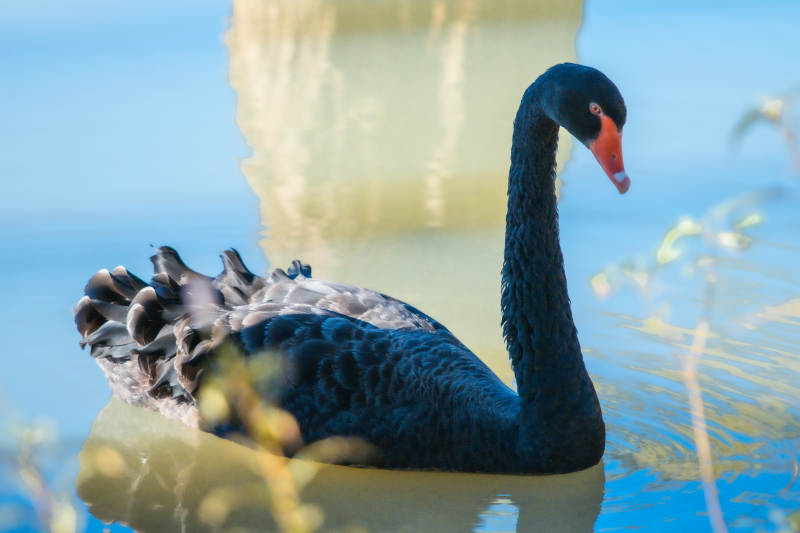 优雅的黑天鹅在水中游弋图片