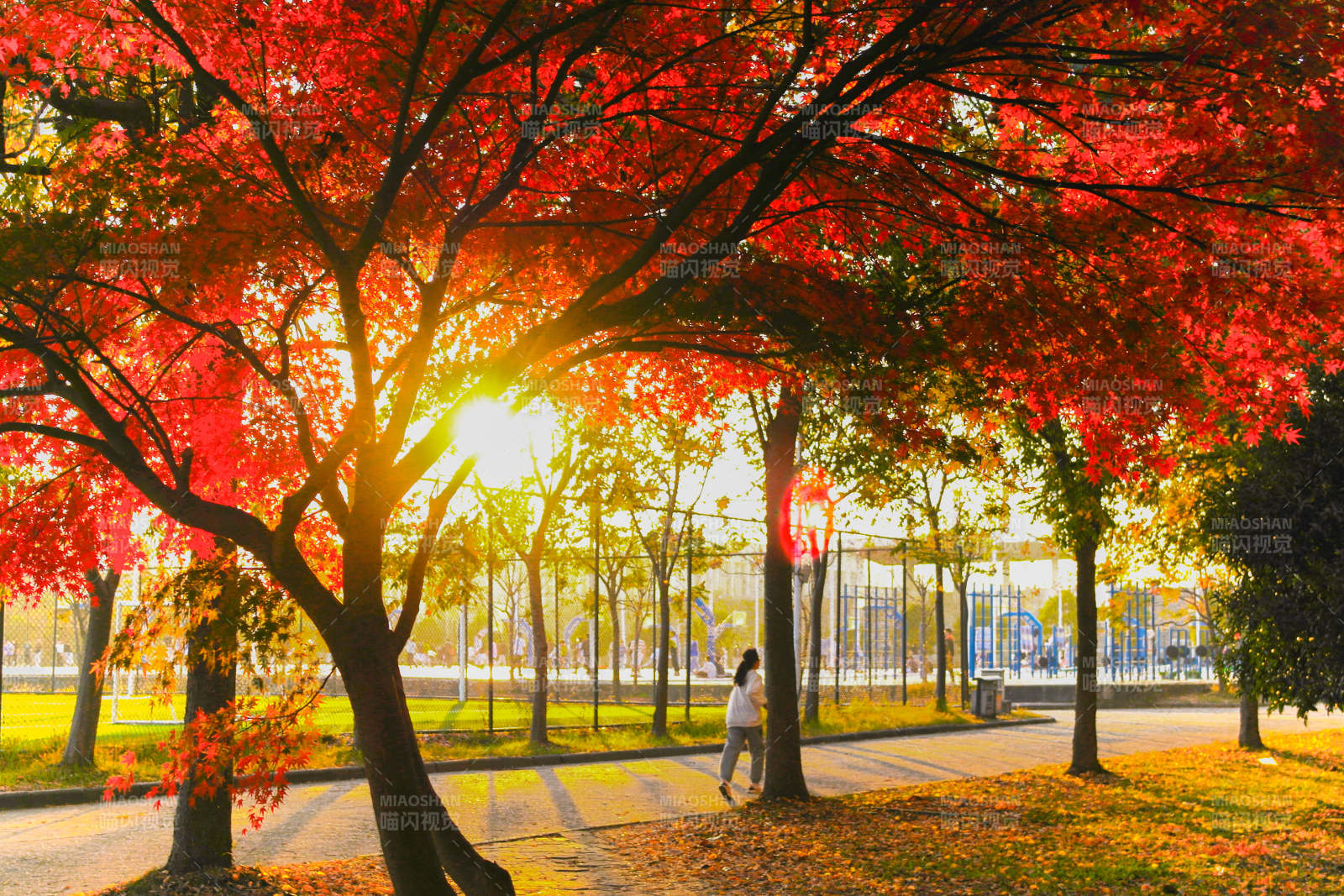 秋日公园的温暖时光图片