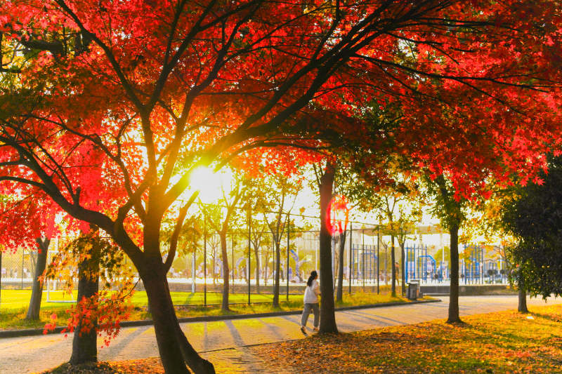 秋日公园的温暖时光图片