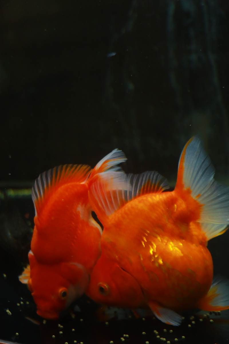 双鱼共舞 橙色梦幻图片