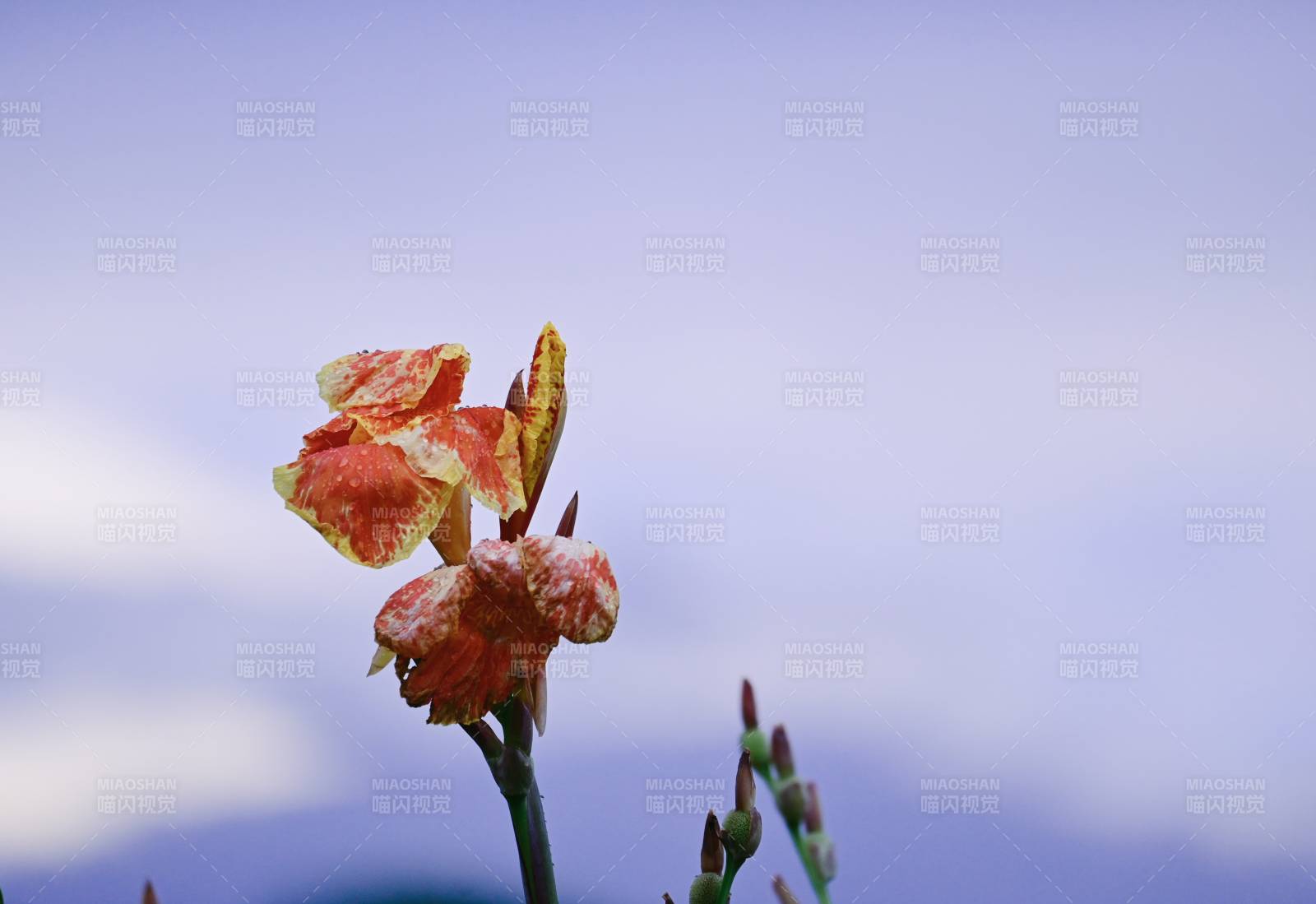 橙黄花朵在风中绽放图片
