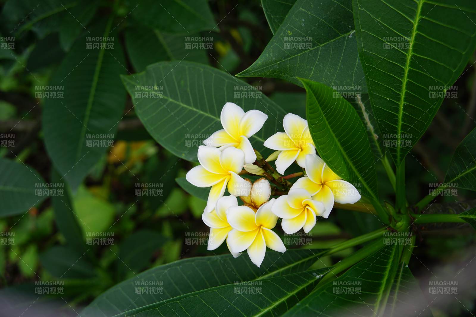 热带花朵与绿叶相伴图片
