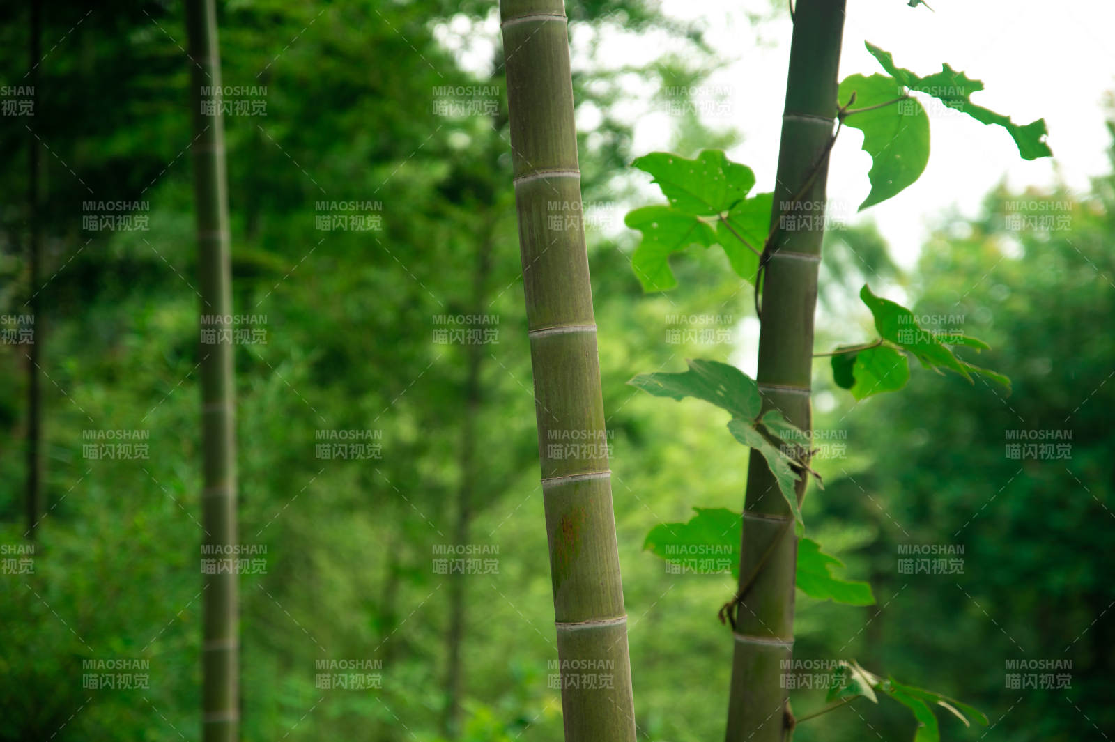 竹林深处绿意浓图片
