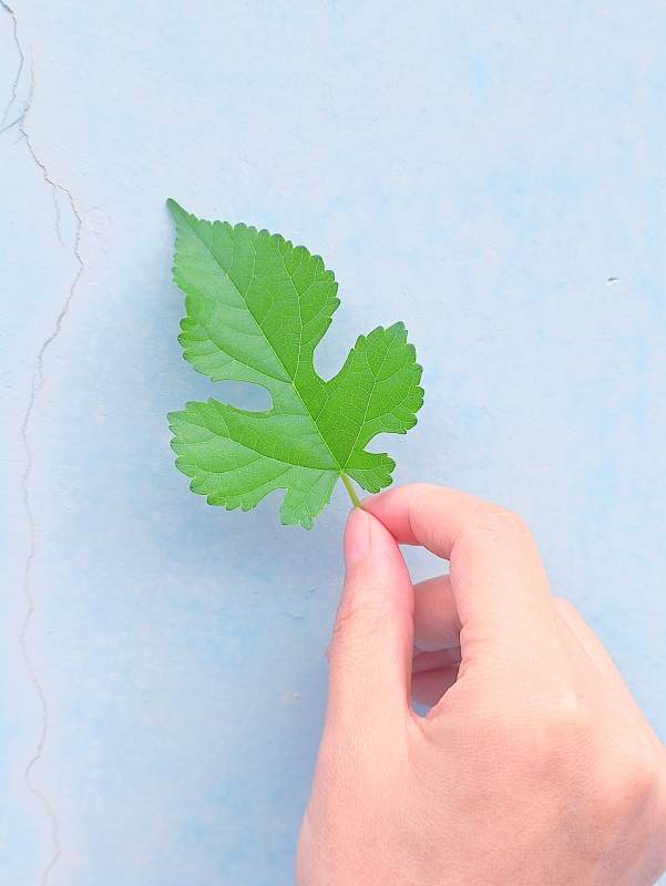 手握绿叶 蓝背景衬托图片