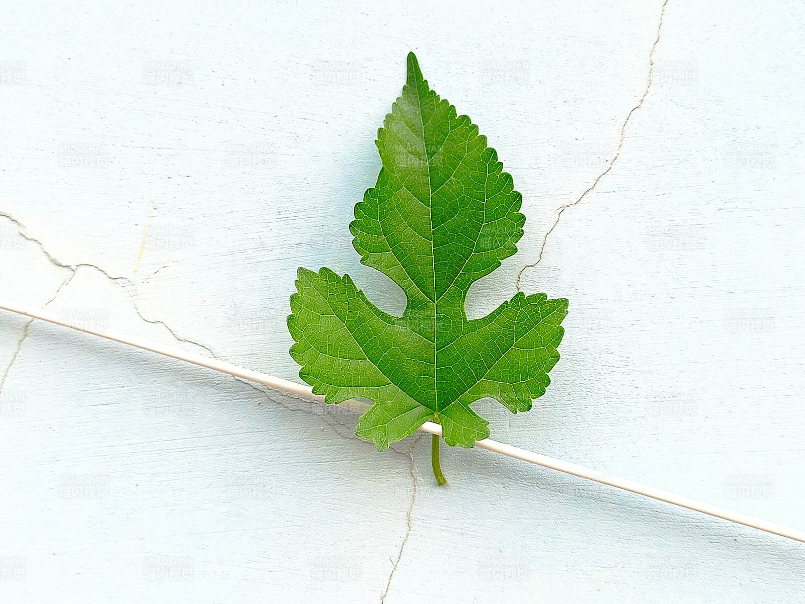 绿叶静置于裂纹之上图片