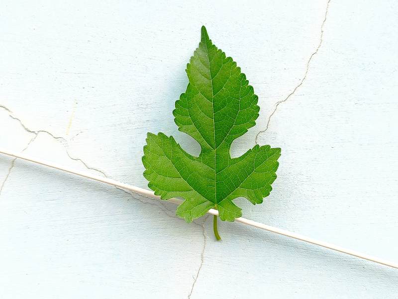 绿叶静置于裂纹之上图片